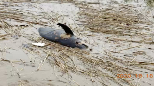 南汇嘴附近的滴水湖出闸口有一死亡海豚。网络图片